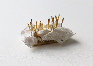 Image 1 Image 1